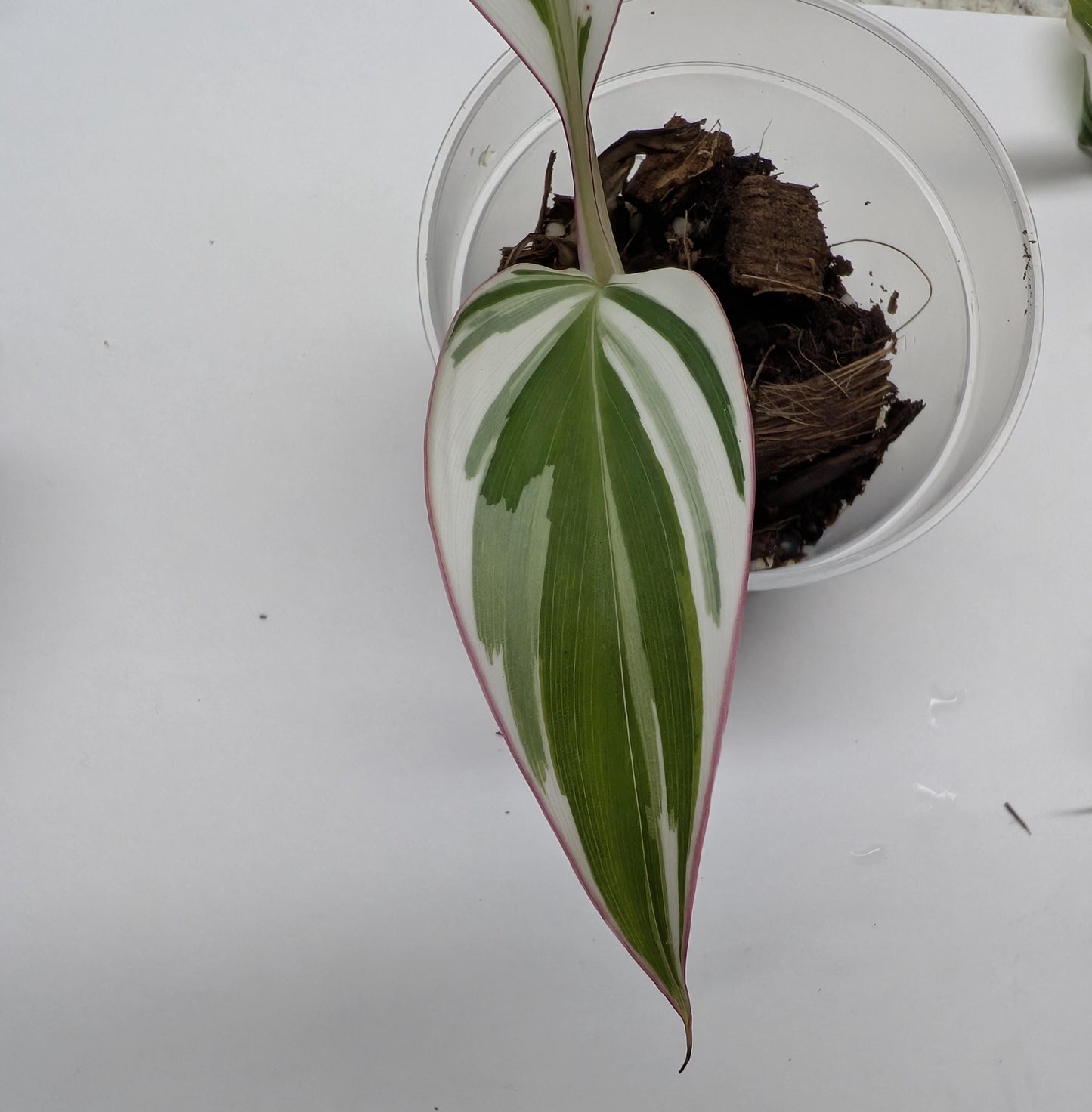 Musa Florida Variegated | Tissue Culture Plantlet (Starter) | Tomoka Farms