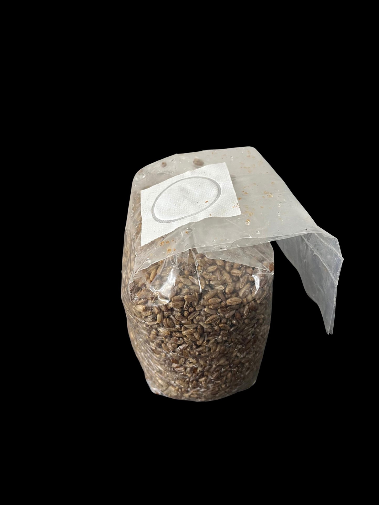 Sterile Rye Grain Bag | 2.5 lb | Tomoka Farms