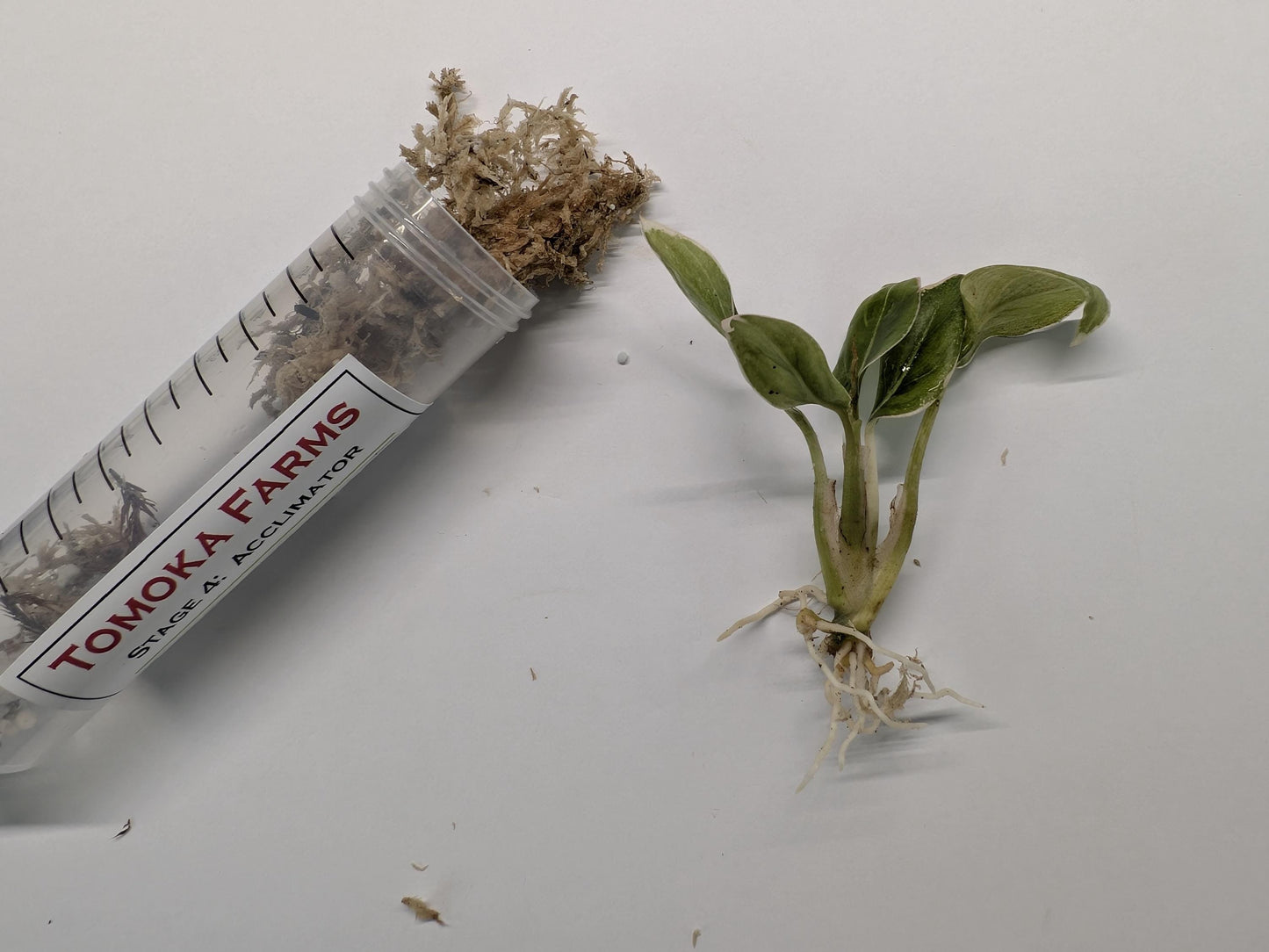 Aglaonema ‘Lotus Delight’ | Tissue Culture Plant (Starter) | Rare Pink Chinese Evergreen | Tomoka Farms