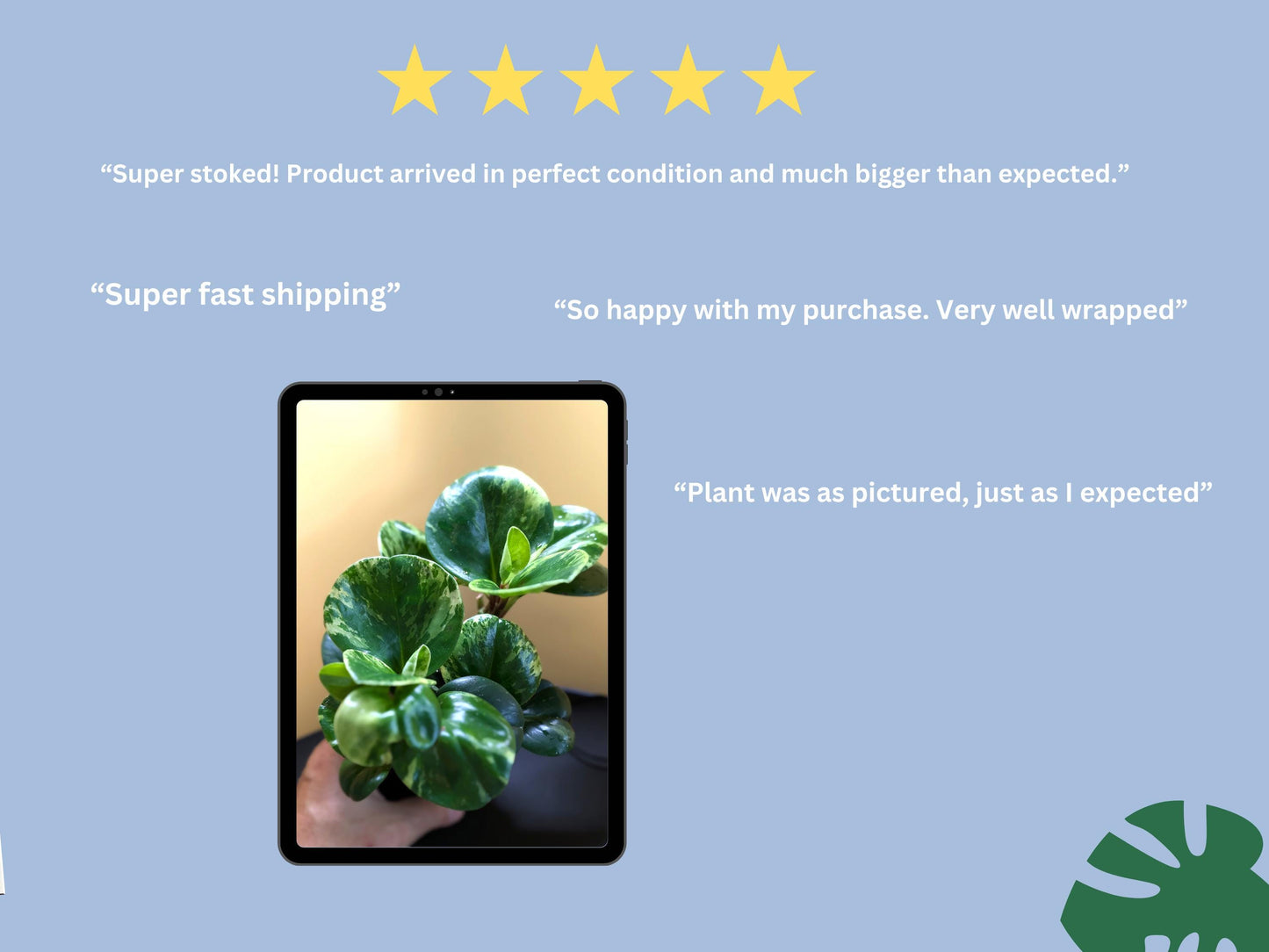 Monstera Devil Monster | Tissue Culture Plant (Special Order) | Tomoka Farms