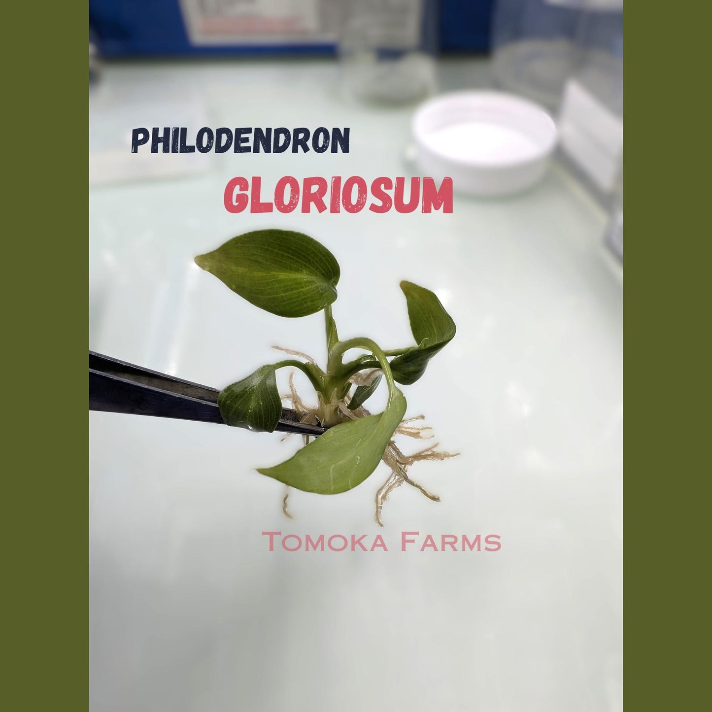 Philodendron Gloriosum Tissue Culture, Rare Heart-Shaped Leaf Plant TC Kit