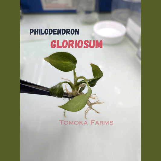 Philodendron Gloriosum Tissue Culture, Rare Heart-Shaped Leaf Plant TC Kit