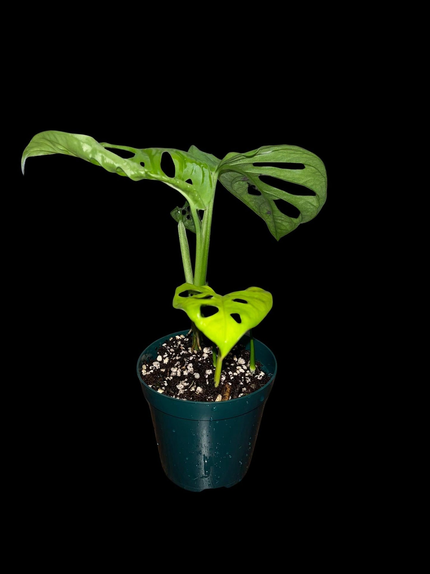 Monstera adansonii “Little Swiss” | Starter Plant | Tomoka Farms