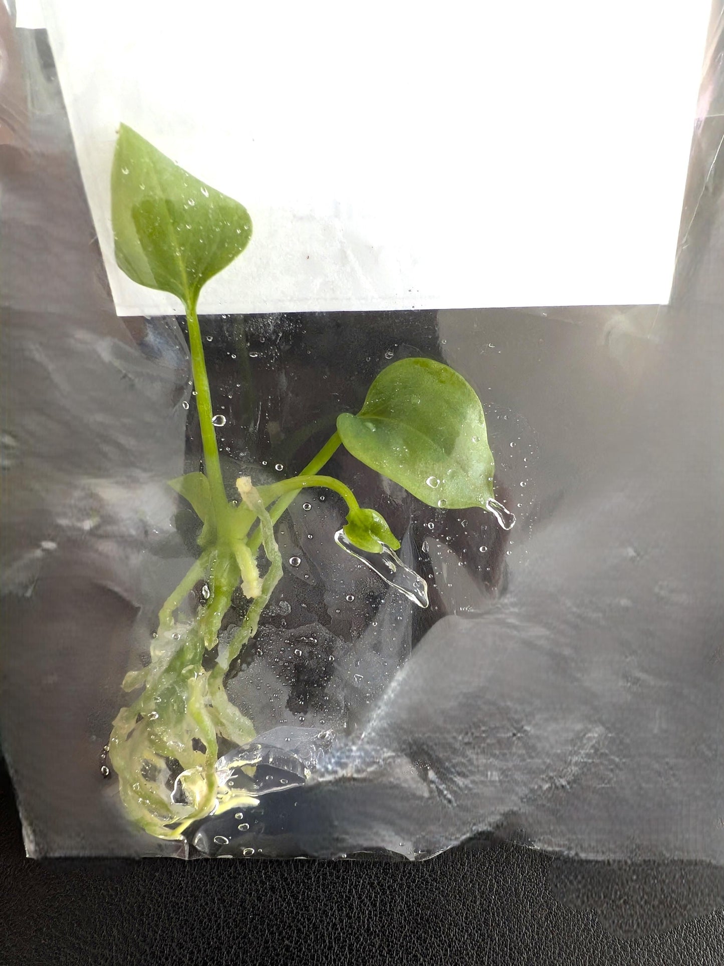 Anthurium Big Bill | Tissue Culture Plant | Tomoka Farms