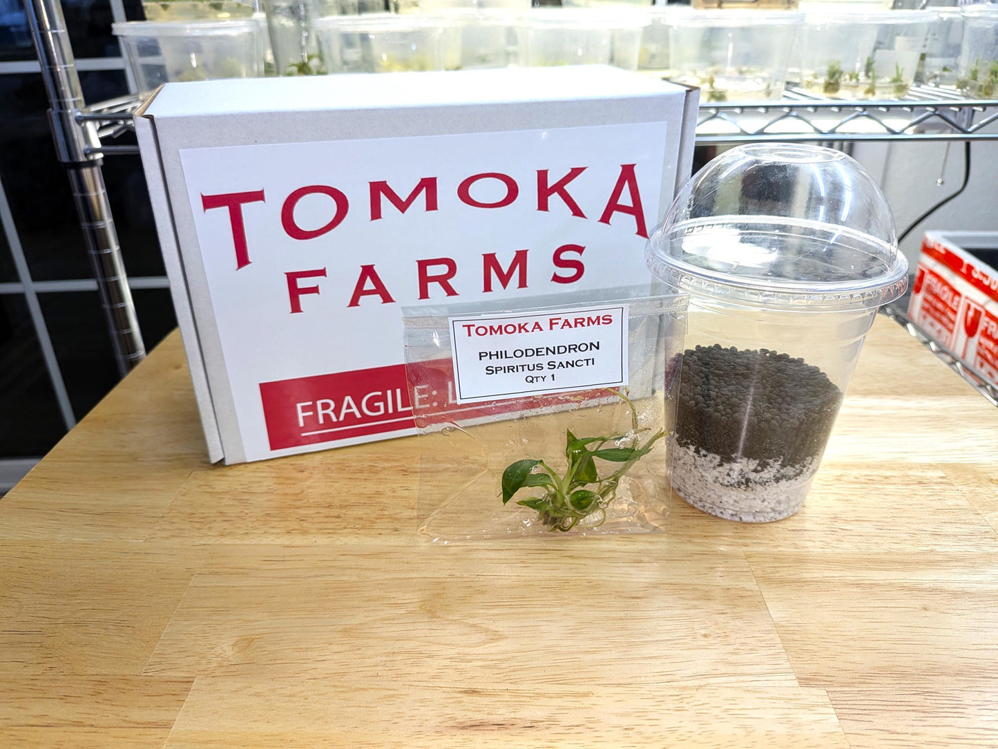 Philodendron Spiritus Sancti | Tissue Culture Plant | Tomoka Farms