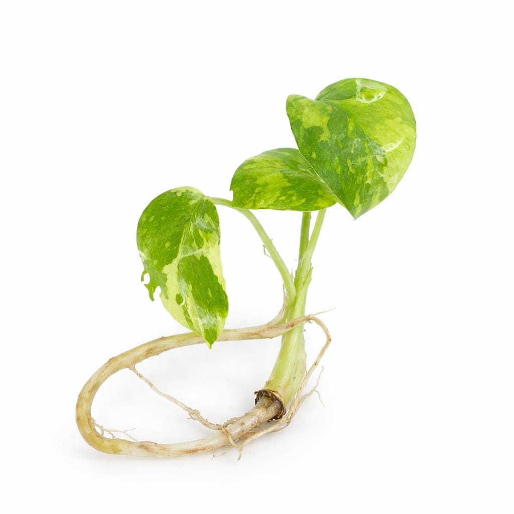 Monstera Deliciosa ‘Electrolyte’ | Tissue Culture | Starter | Preorder | Tomoka Farms