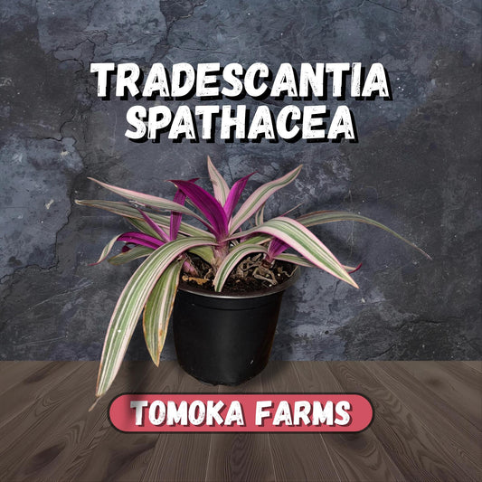 Dwarf Oyster | Starter Plant | Tomoka Farms