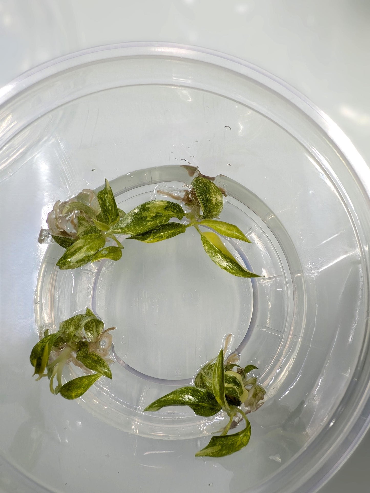 Philodendron Ring of Fire | Tissue Culture Plant | Tomoka Farms