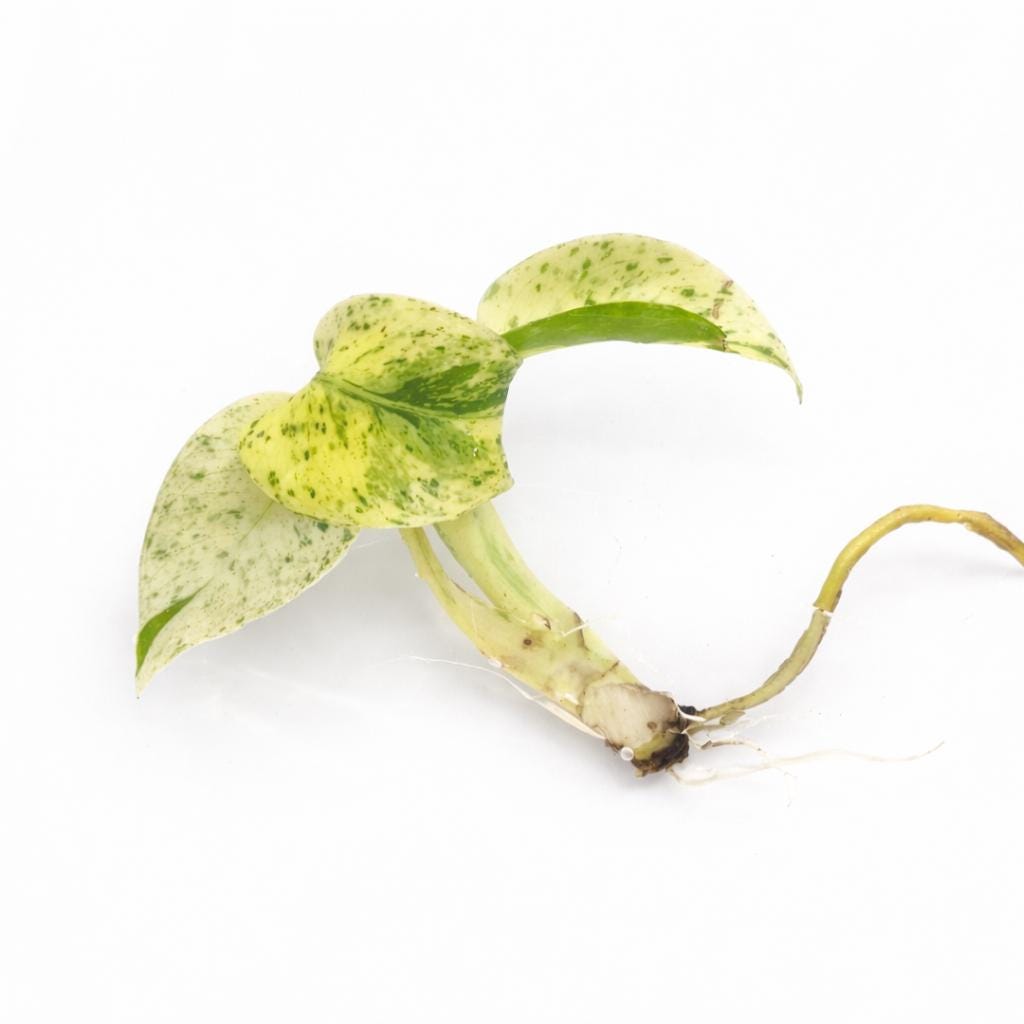 Monstera deliciosa ‘White Monster’ | Tissue Culture Plant (Starter) | Preorder | Tomoka Farms