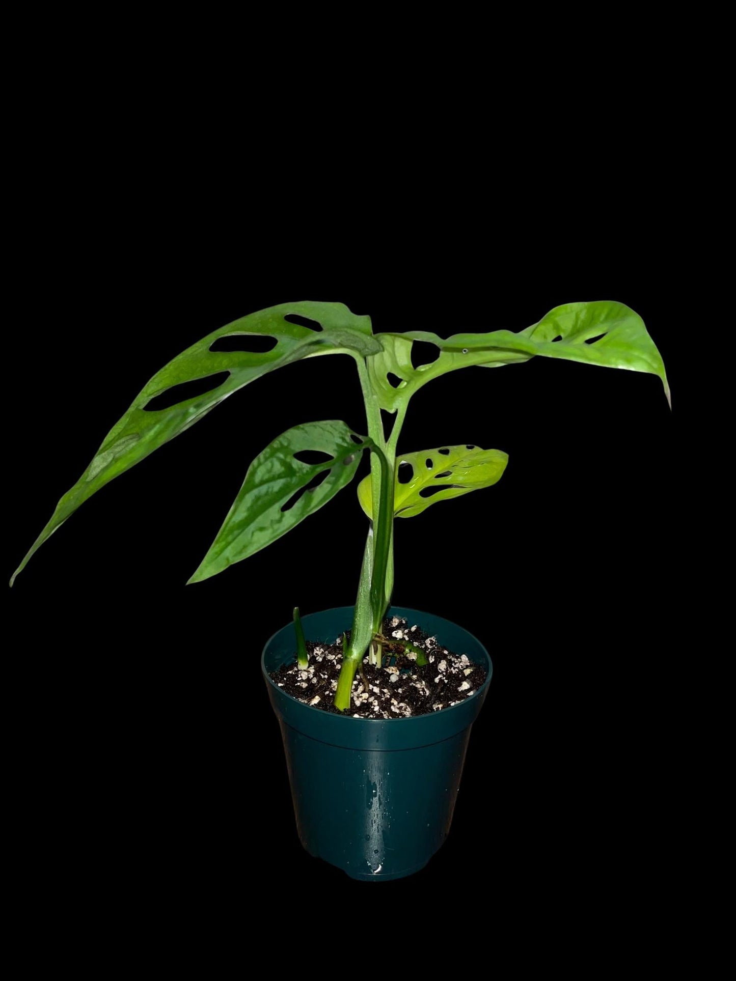 Monstera adansonii “Little Swiss” | Starter Plant | Tomoka Farms