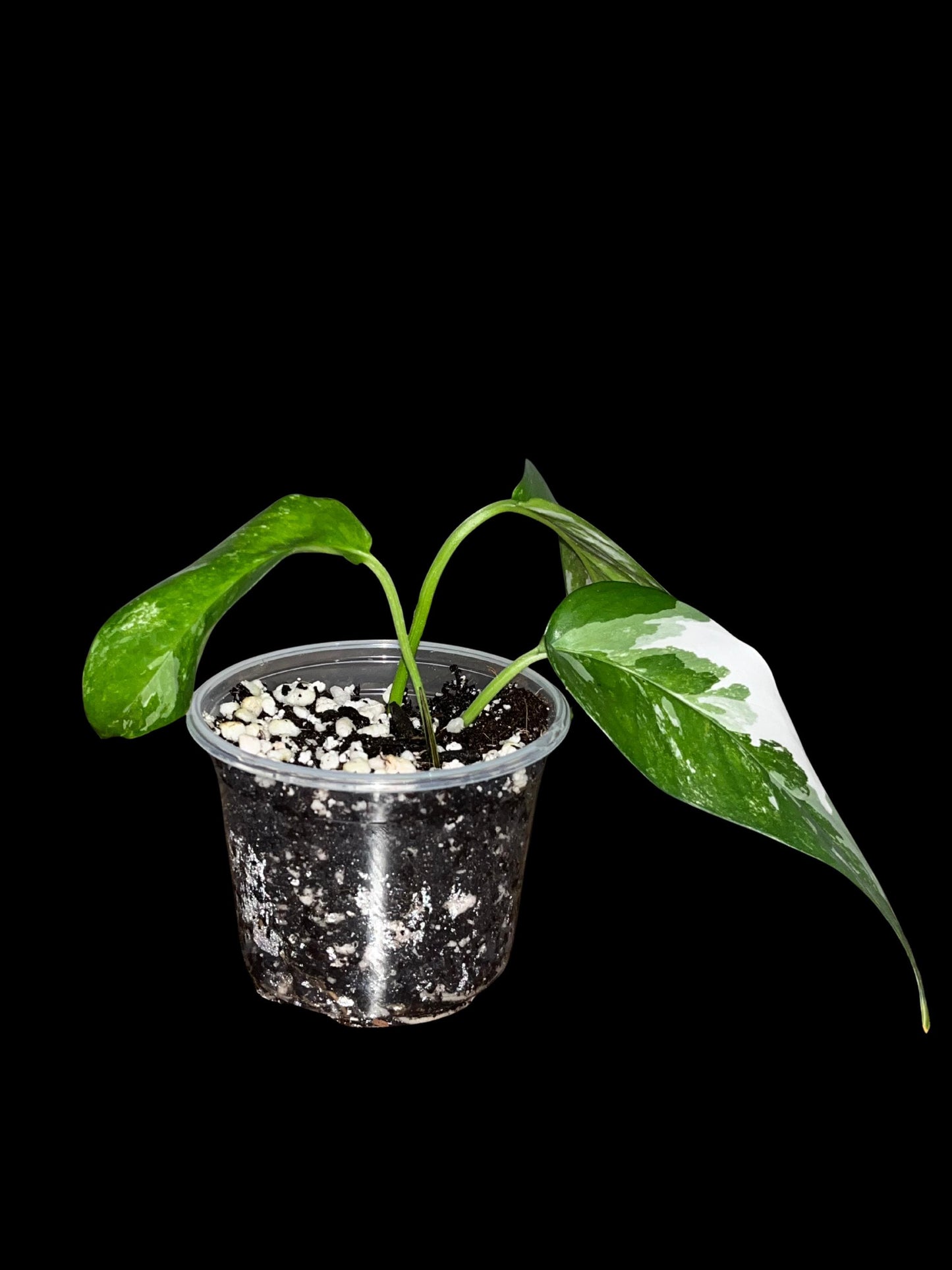 Rare Albo Pothos Starter | White Variegated Indoor Vine | Tomoka Farms