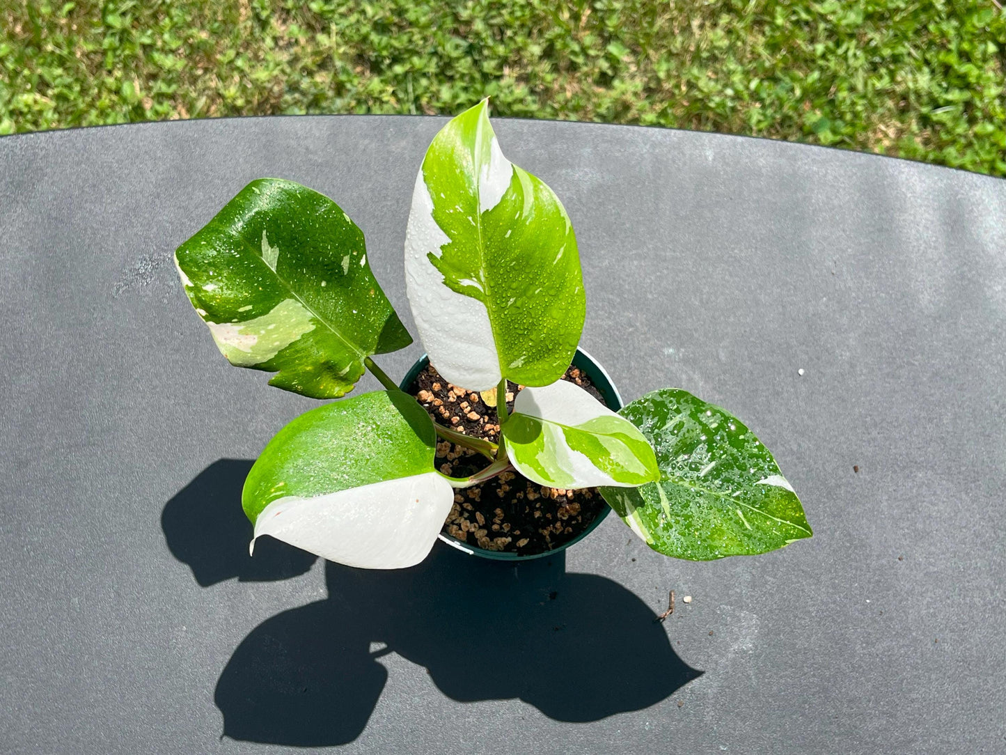 Philodendron White Princess | Starter Plant | Tomoka Farms
