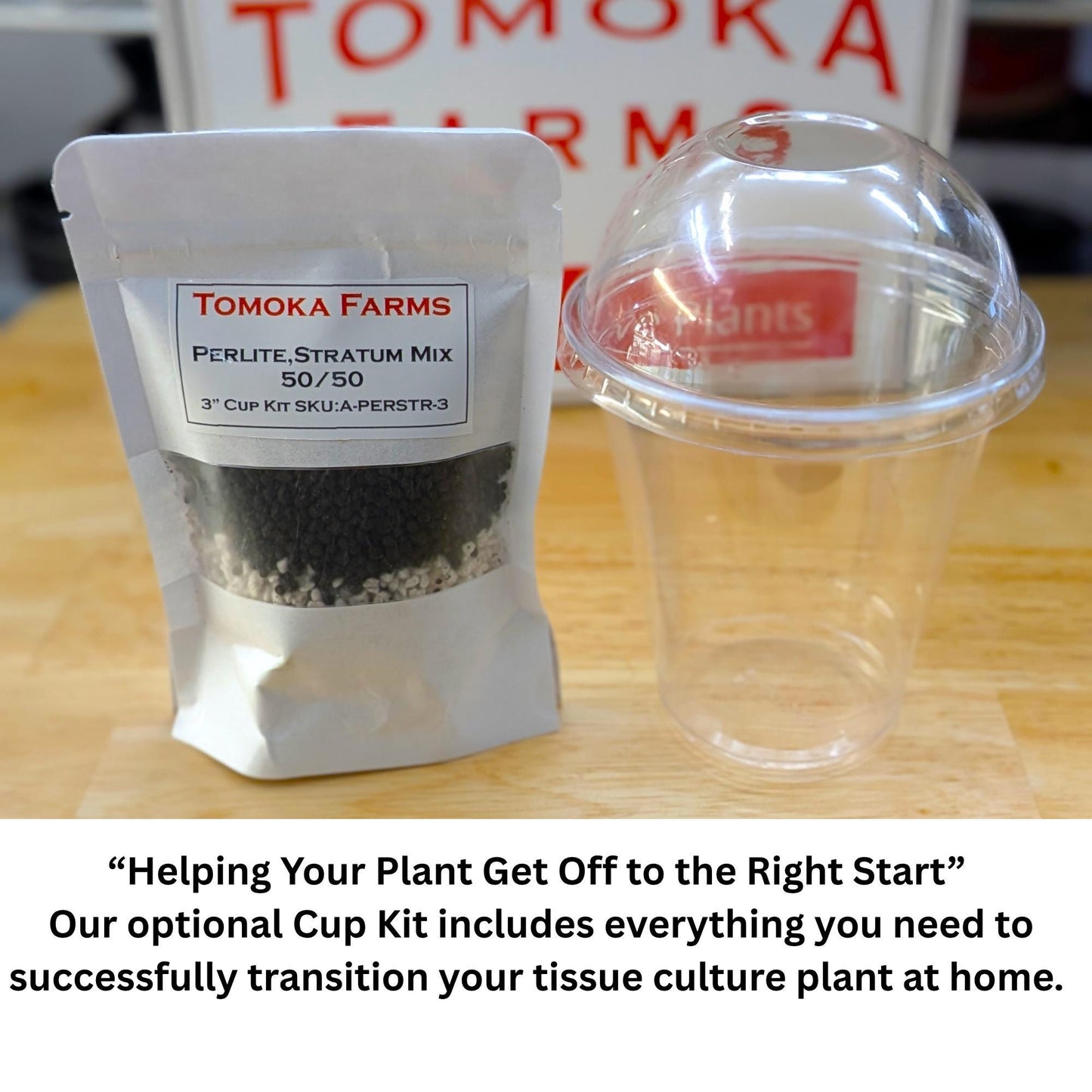 Monstera Deliciosa Mint Variegated | Tissue Culture Starter Plant (Preorder) | Tomoka Farms