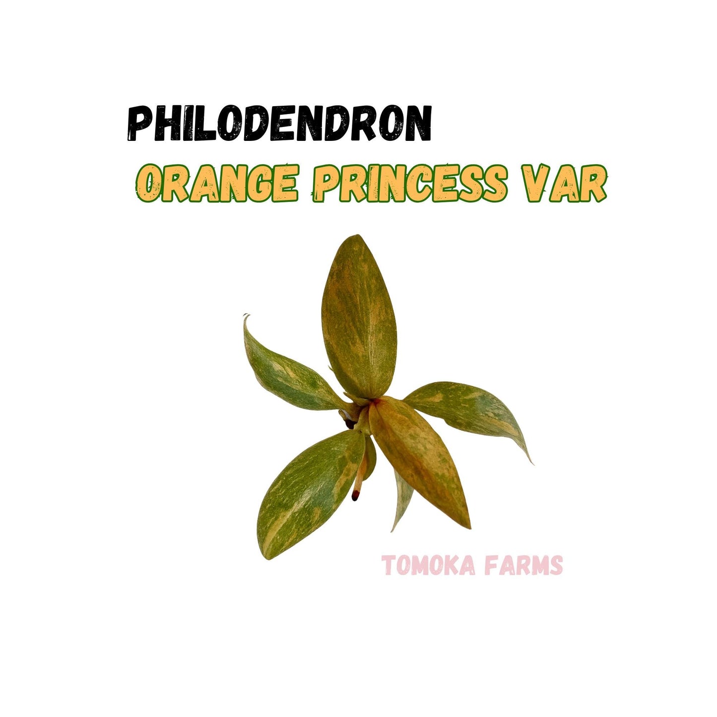 Philodendron Orange Princess Variegated | Tissue Culture Plant | Tomoka Farms