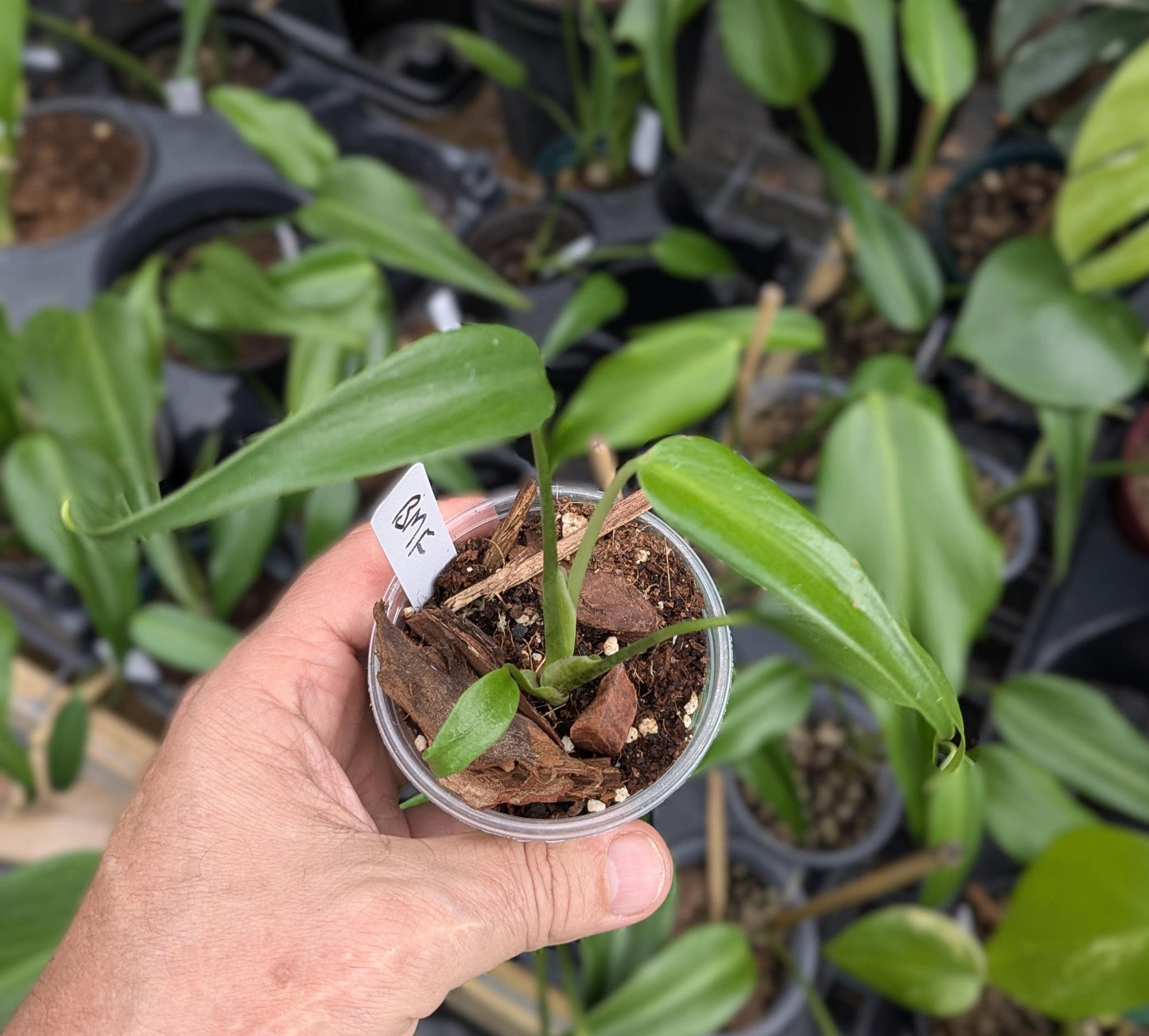 Monstera Burle Marx Flame | Starter Plant | Tomoka Farms