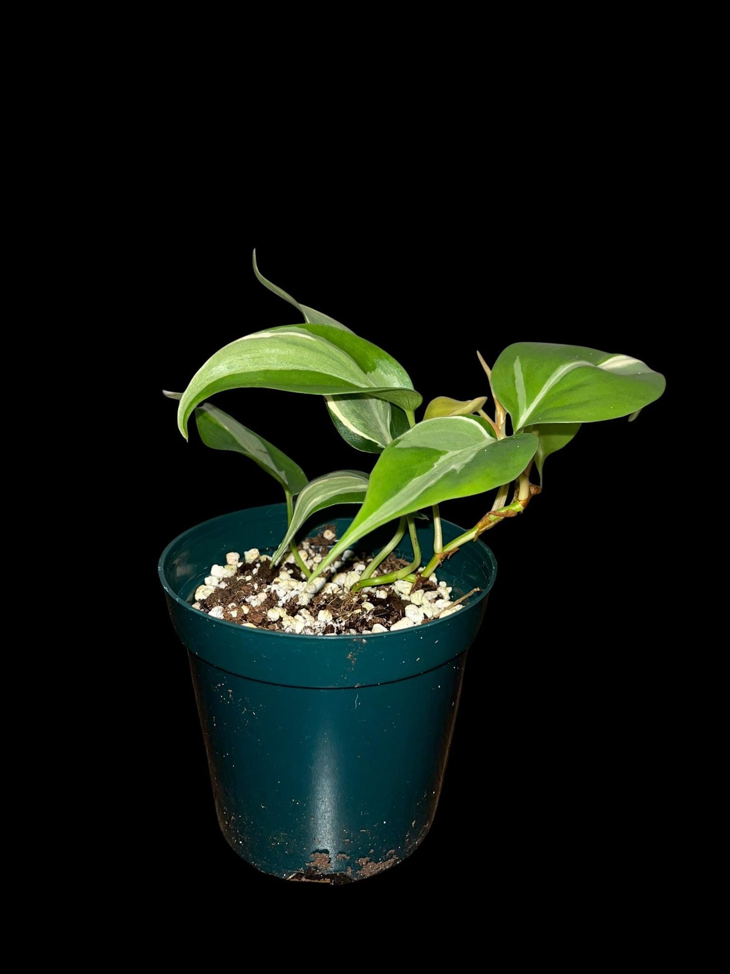 Philodendron Rio | Starter Plant | Tomoka Farms