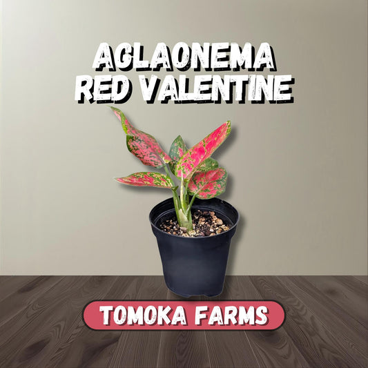 Aglaonema Red Valentine | Starter Plant | Tomoka Farms