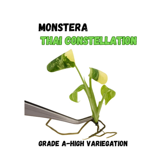 Monstera ‘Thai Constellation’ | Tissue Culture Plant (Starter) | High-Variegation Cream/Green | Tomoka Farms