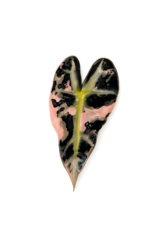 Alocasia Bambino Arrow Albo/Pink | Tissue Culture Plant (Preorder) | Tomoka Farms