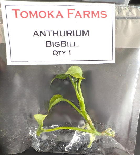 Anthurium Big Bill | Tissue Culture Plant | Tomoka Farms