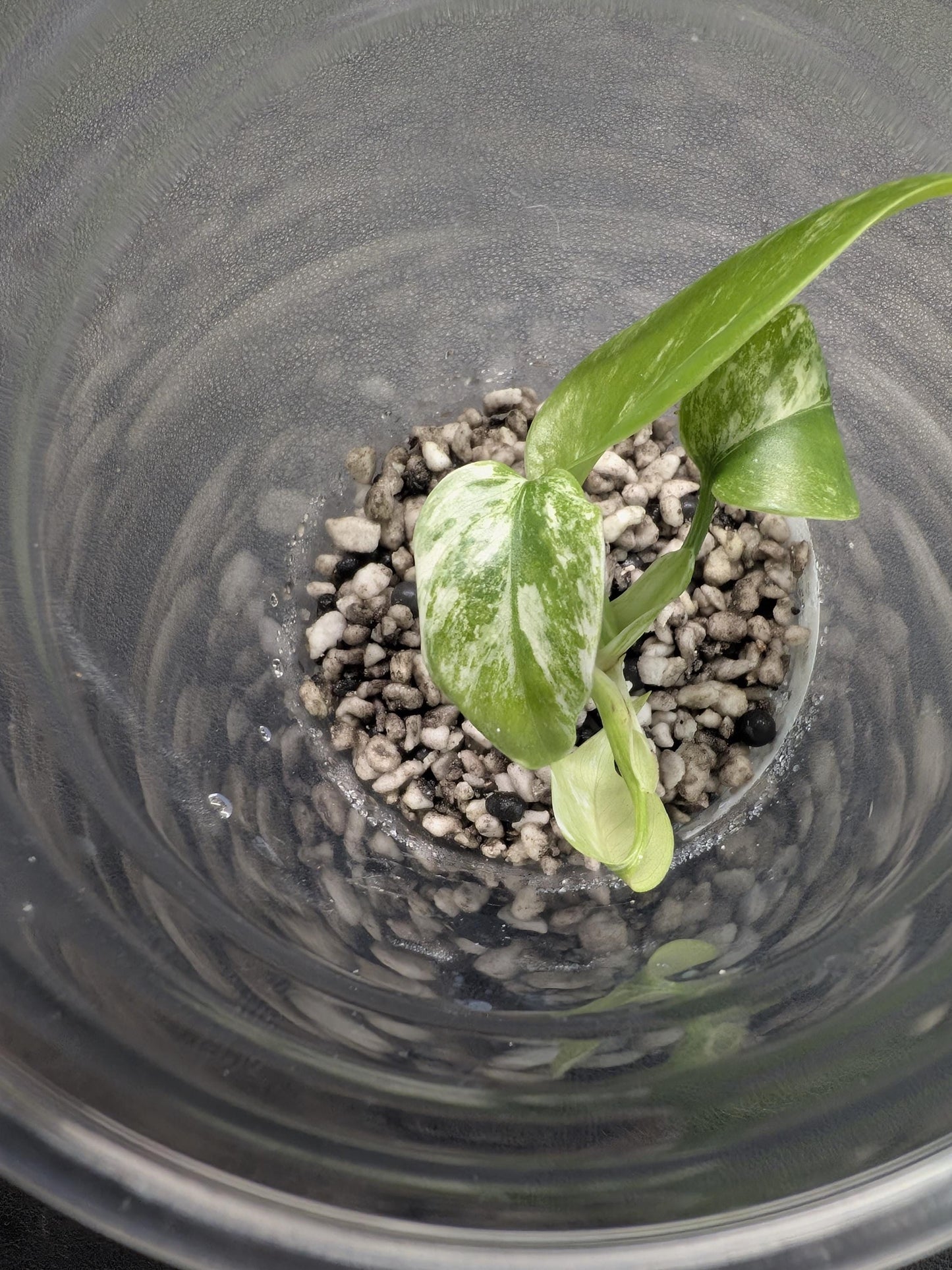 Monstera borsigiana ‘Albo’ | Tissue Culture Plant | Tomoka Farms