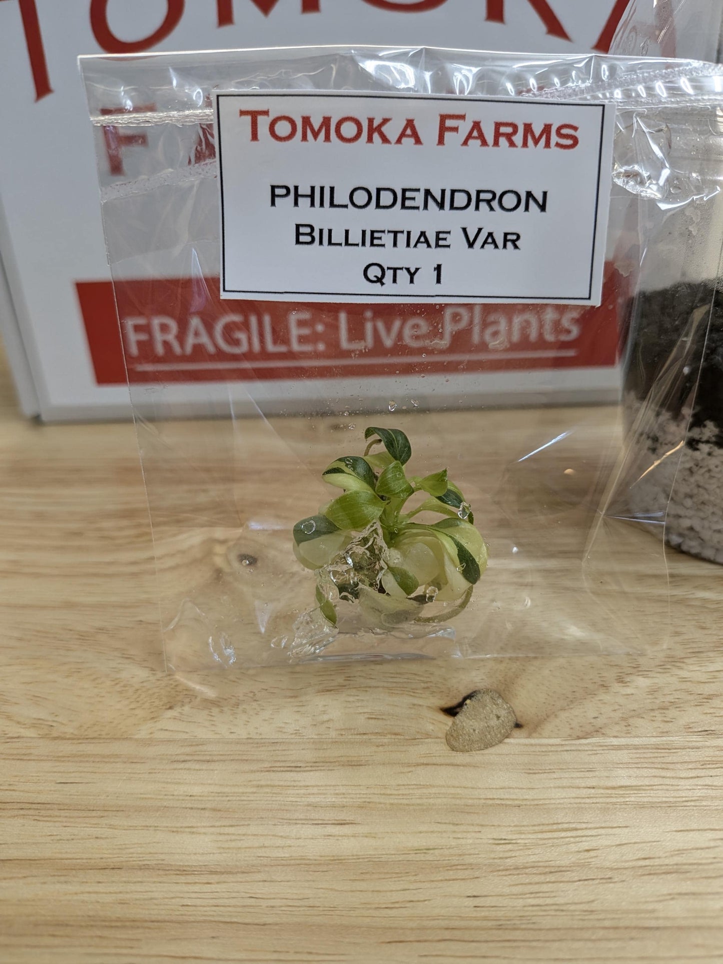 Philodendron Billietiae Variegated | Tissue Culture Plant | Very Rare Strap-Leaf Aroid | Tomoka Farms