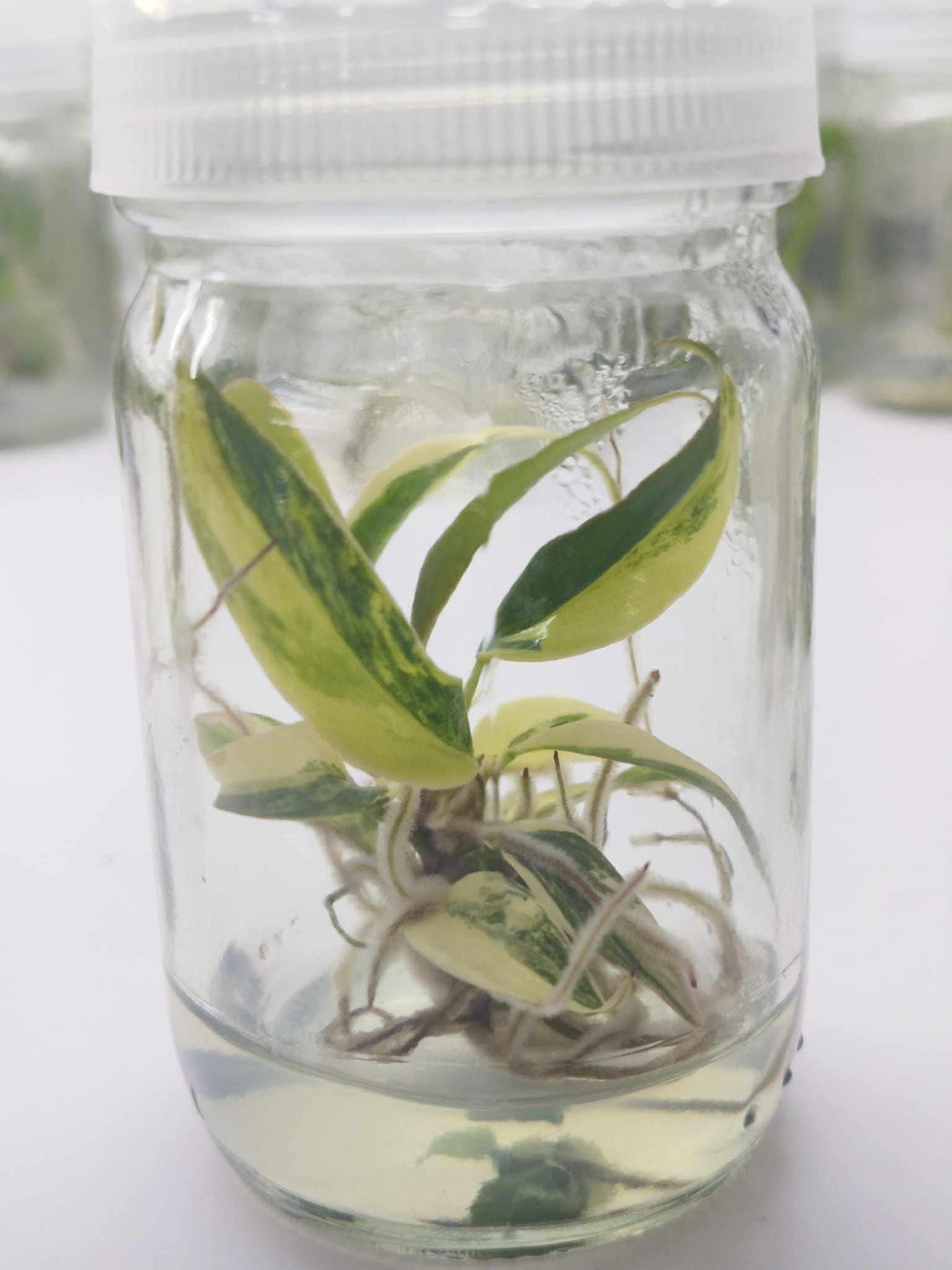 Philodendron Caramel Marble Variegated | Tissue Culture Plant | Tomoka Farms