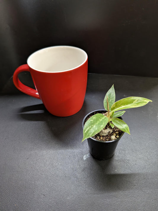 Philodendron Ring of Fire | Starter Plant | Tomoka Farms