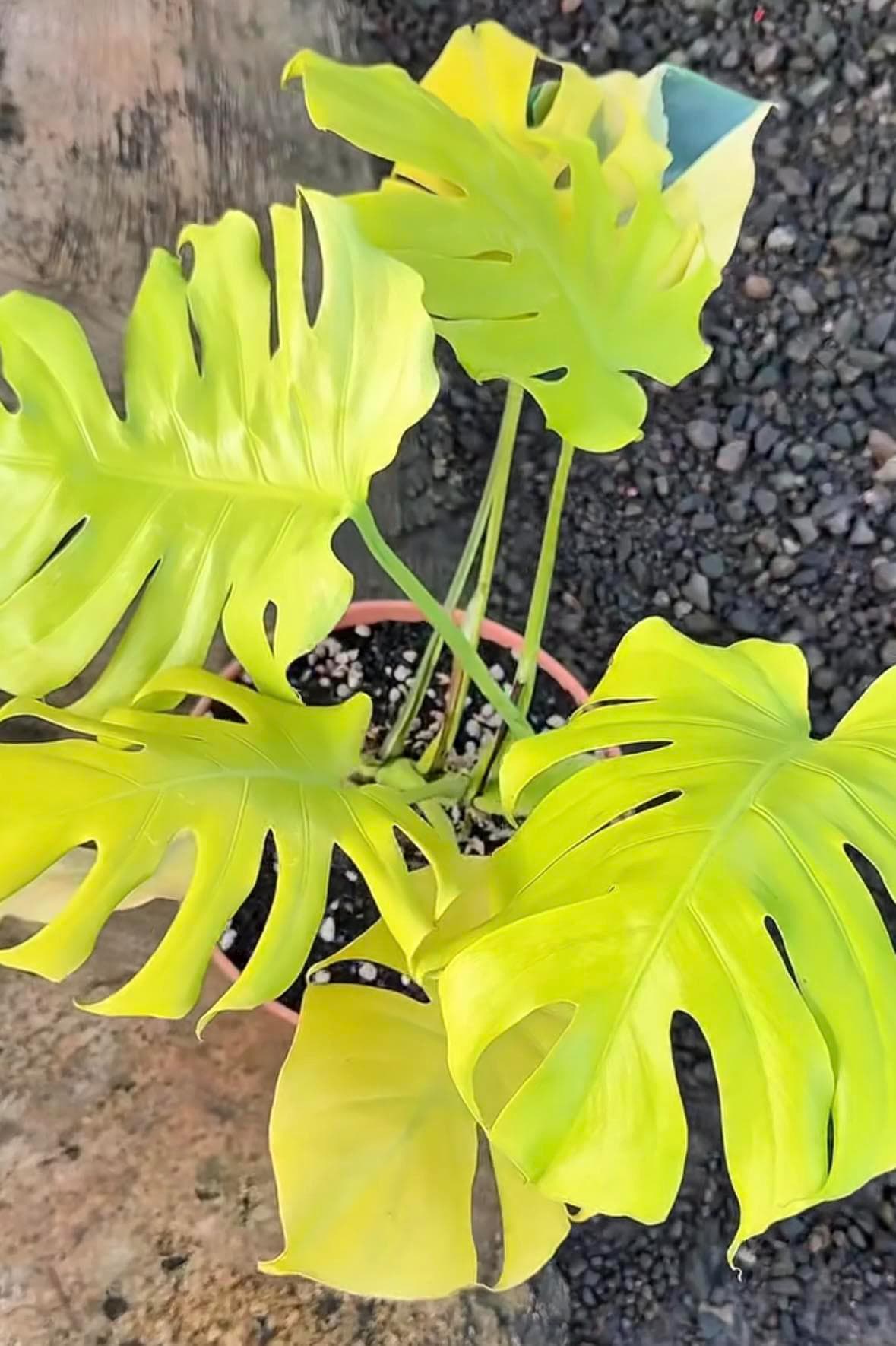 Monstera ‘Lemon Lime’ | Tissue Culture Plant (Starter / Preorder) | Tomoka Farms