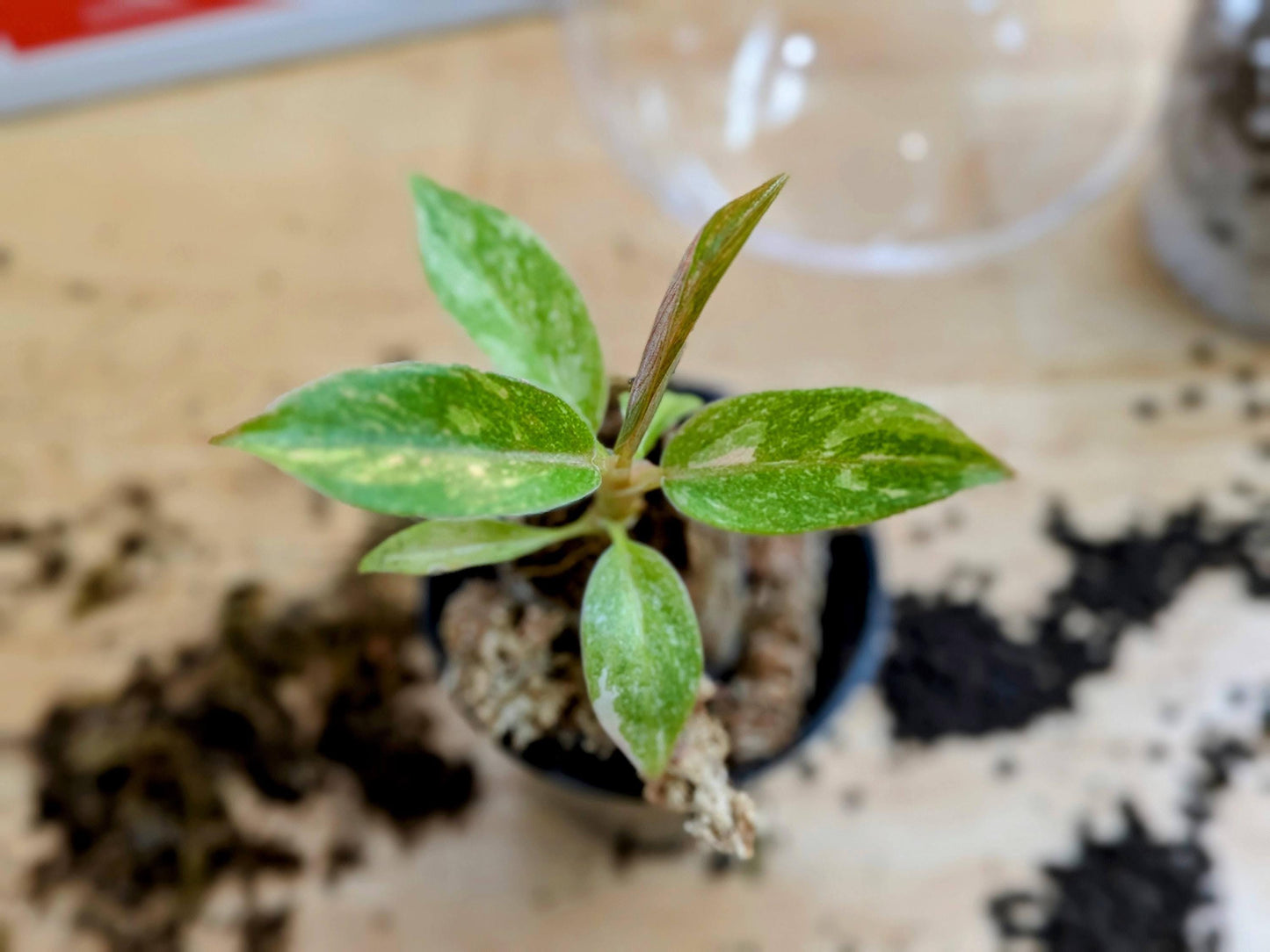 Philodendron Ring of Fire | Starter Plant | Tomoka Farms