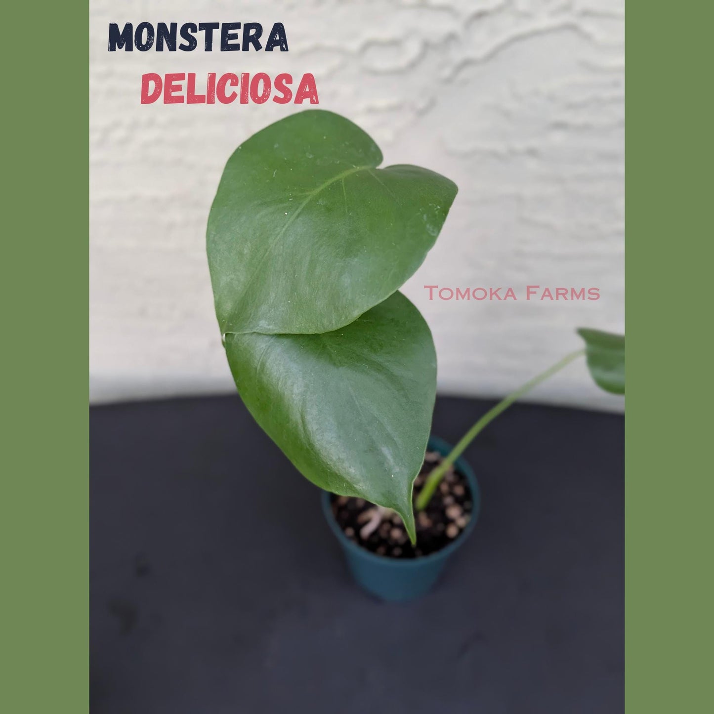 Monstera deliciosa | Starter Plant | Tomoka Farms