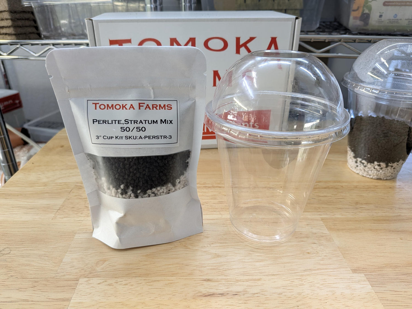 Philodendron Caramel Marble Variegated | Tissue Culture Plant | Tomoka Farms