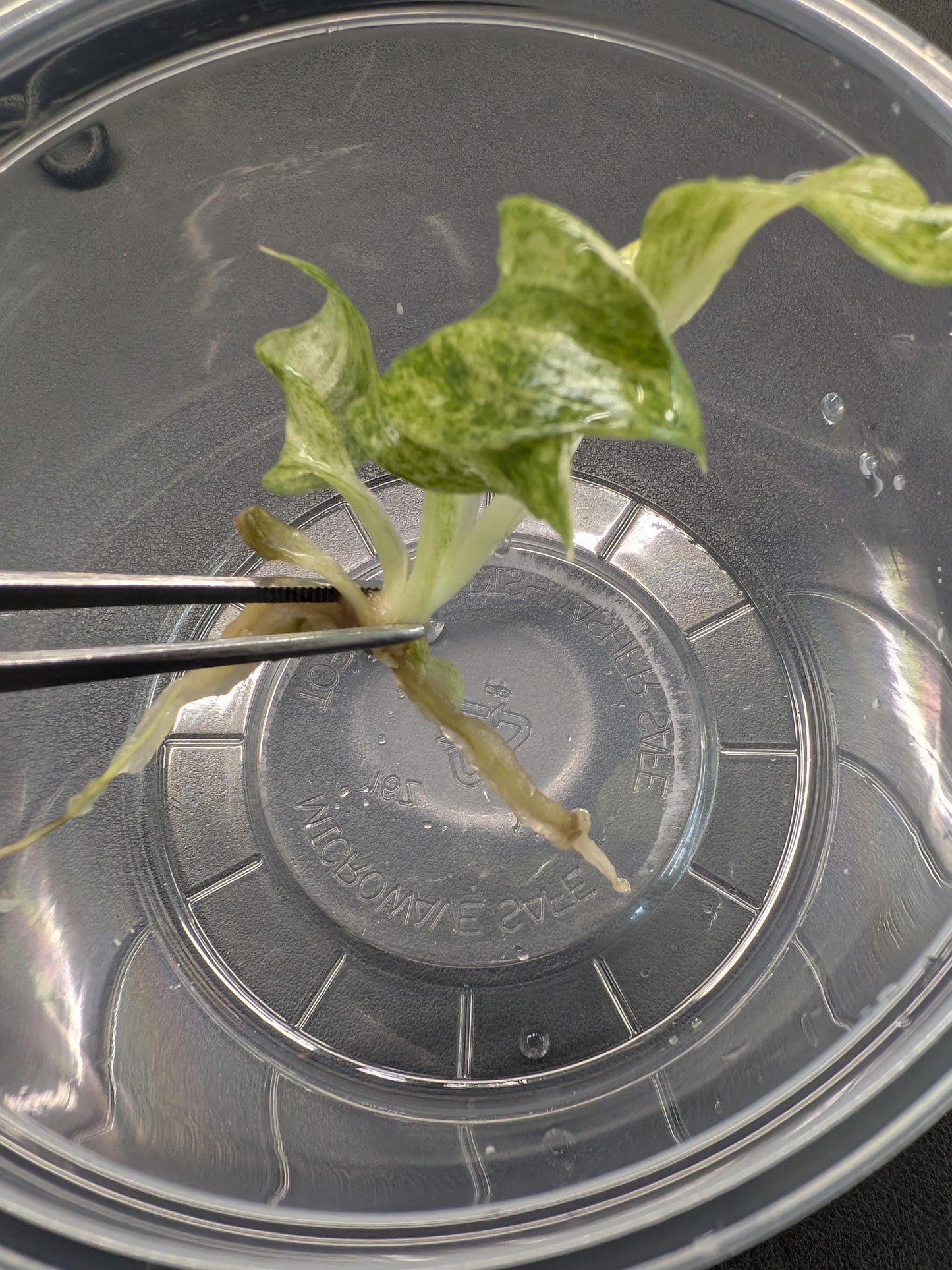 Philodendron Giganteum Variegated | Tissue Culture Plant | Tomoka Farms
