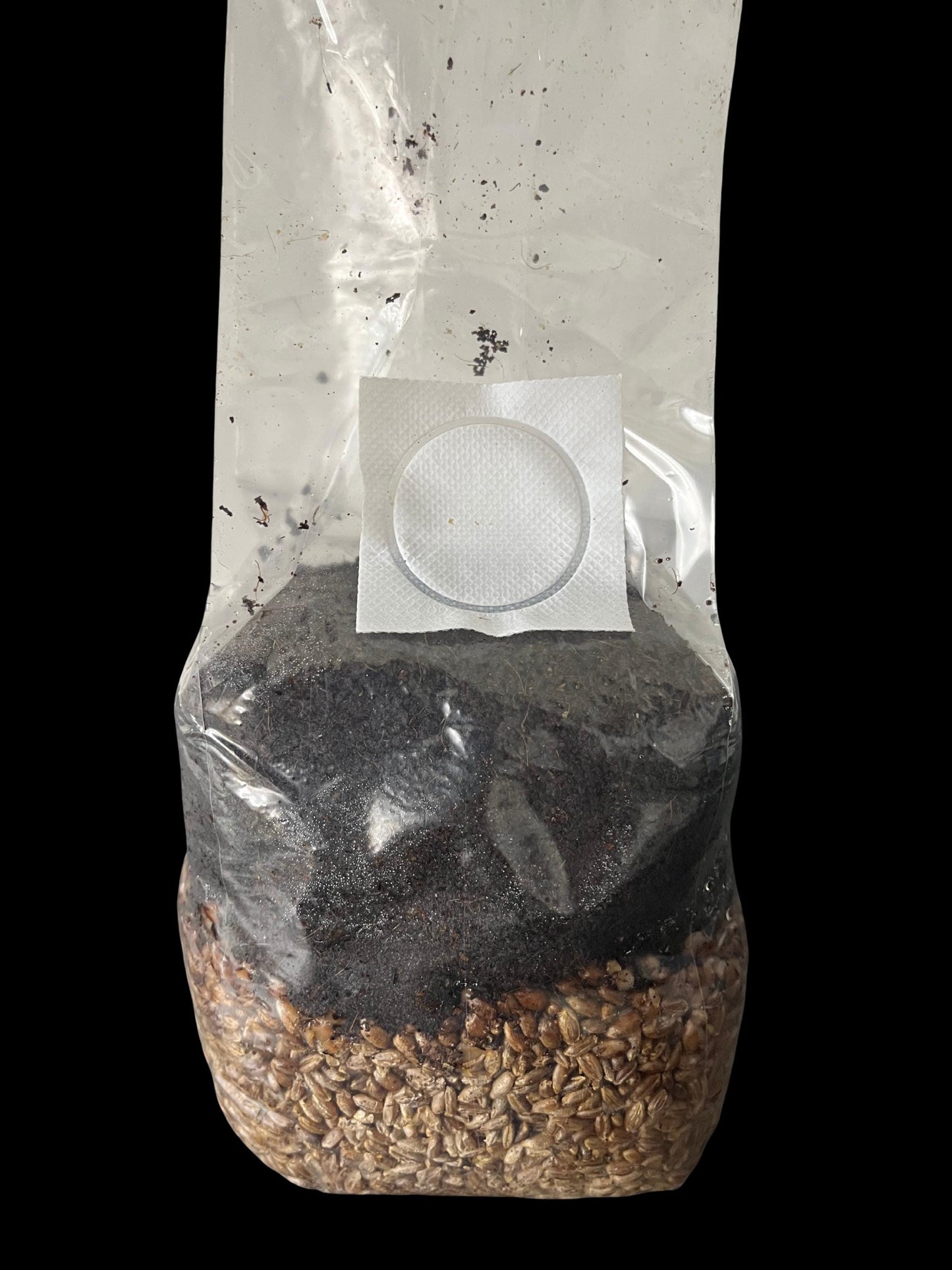 All-in-One Mushroom Grow Bag | 2.5 lb | Tomoka Farms