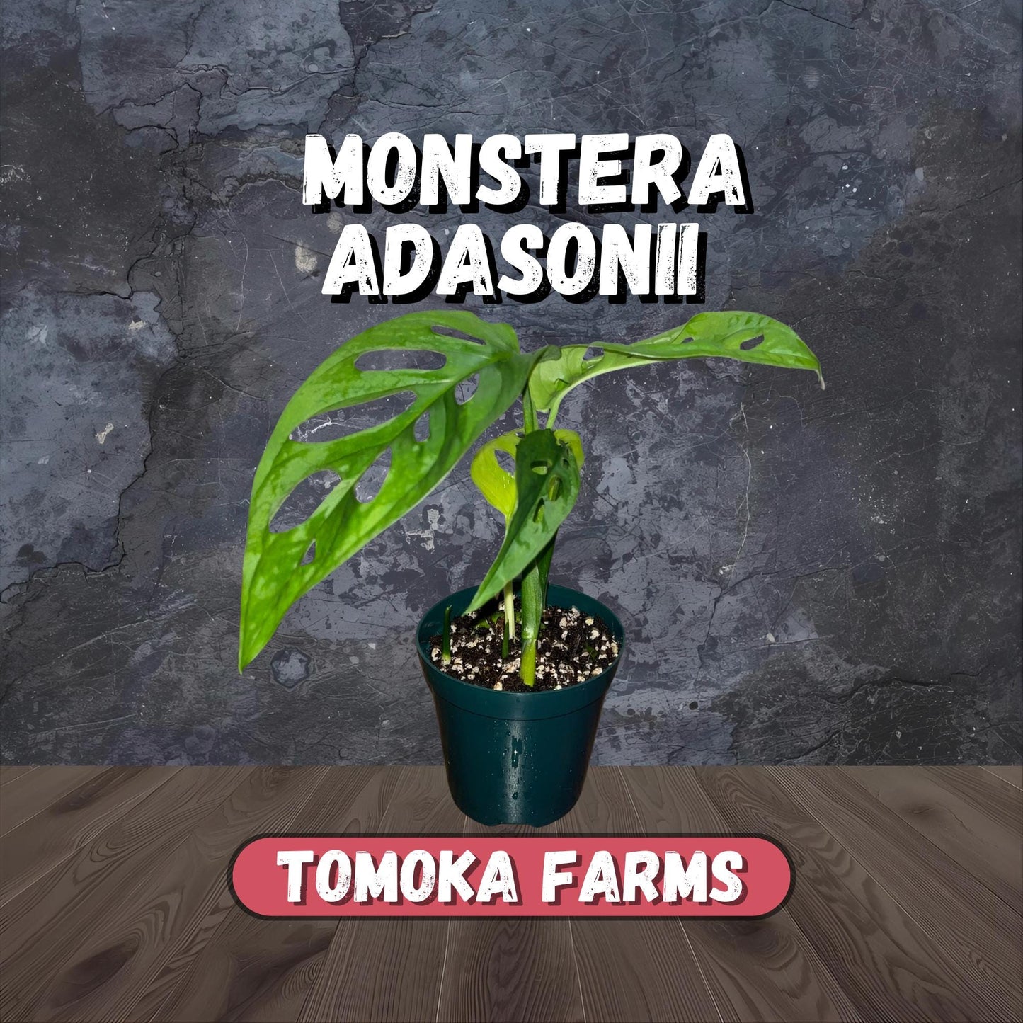 Monstera adansonii “Little Swiss” | Starter Plant | Tomoka Farms