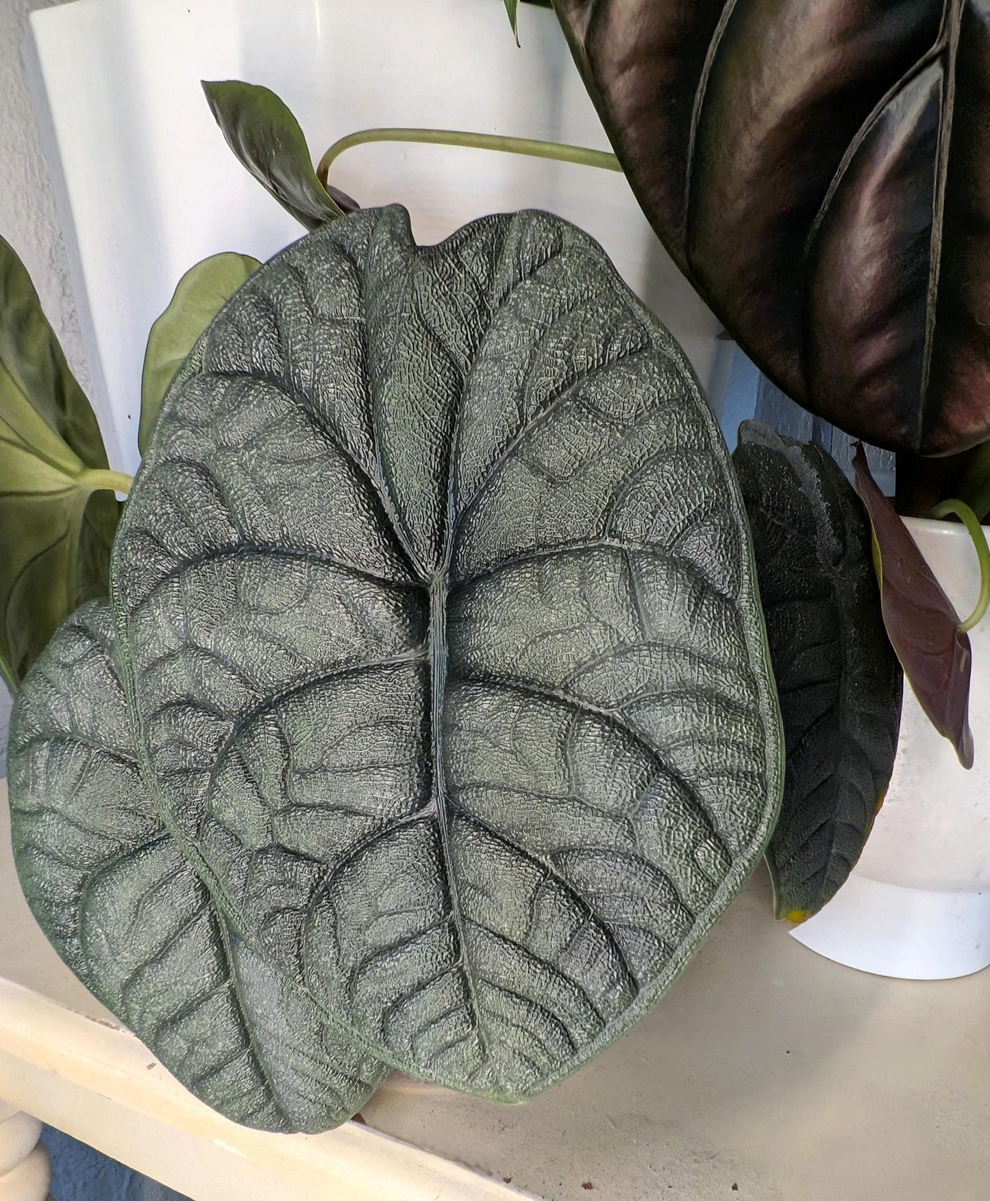 Alocasia ‘Melo’ | Tissue Culture Plant (Starter / Preorder) | Tomoka Farms