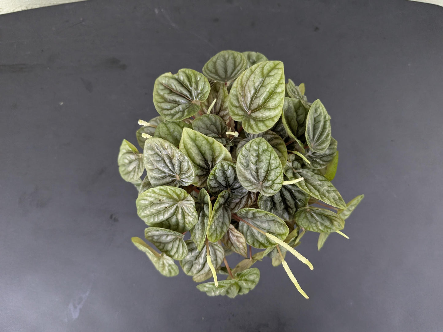 Peperomia Silver Ripple | Starter Plant | Tomoka Farms