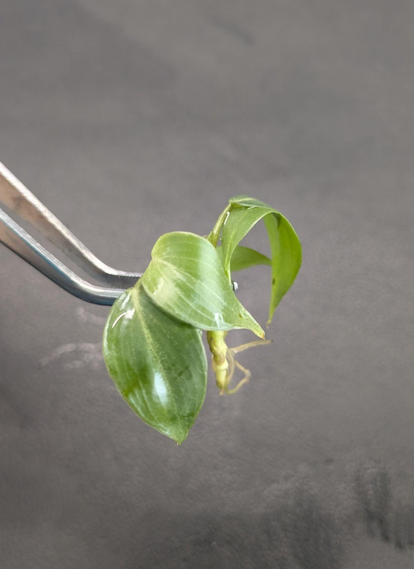Philodendron Gloriosum Dark Form | Tissue Culture Plant (Starter) | Tomoka Farms
