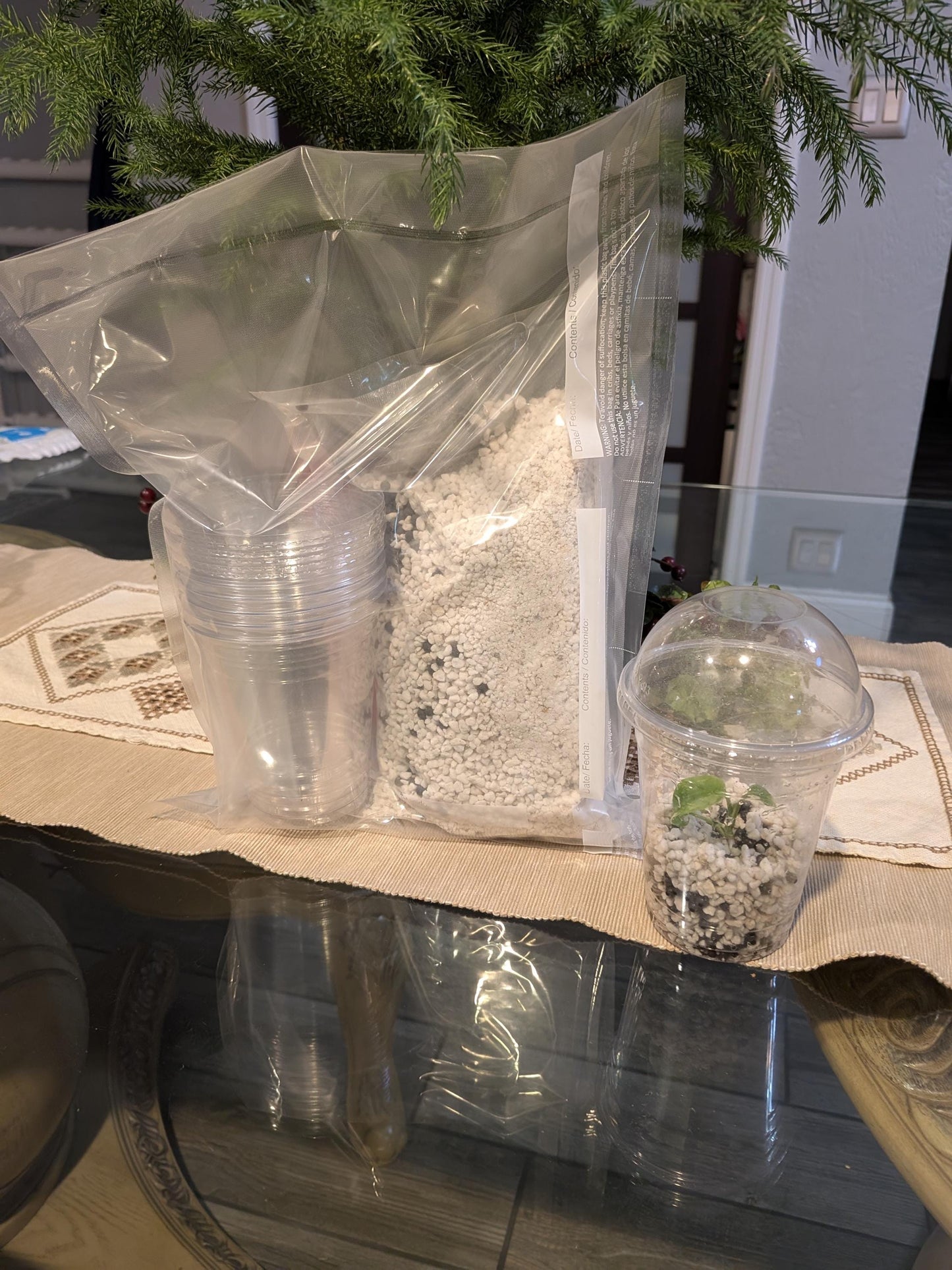 Tissue Culture Plant Acclimation Kit | Perlite/Stratum Blend (Parfait Cups) | Tomoka Farms