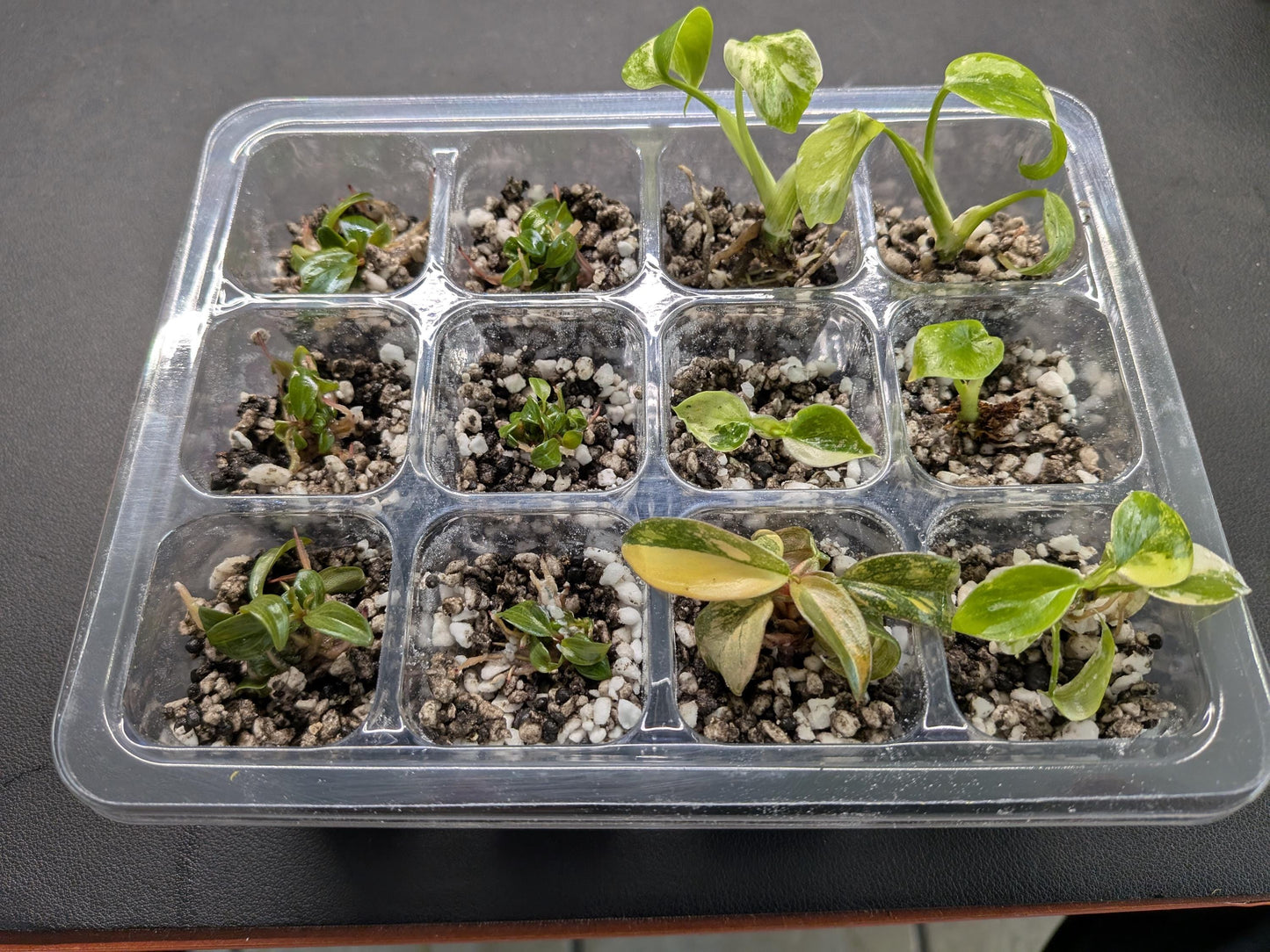 12-Cell Plant Tissue Culture Acclimation Kit | Seed Starter Tray | Tomoka Farms