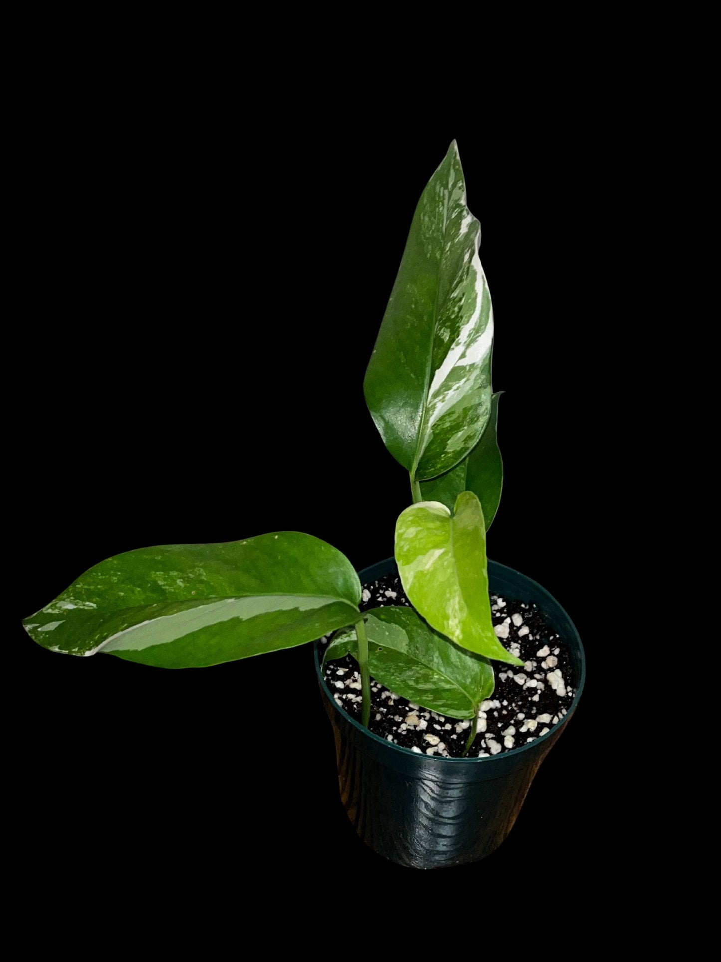 Rare Albo Pothos Starter | White Variegated Indoor Vine | Tomoka Farms