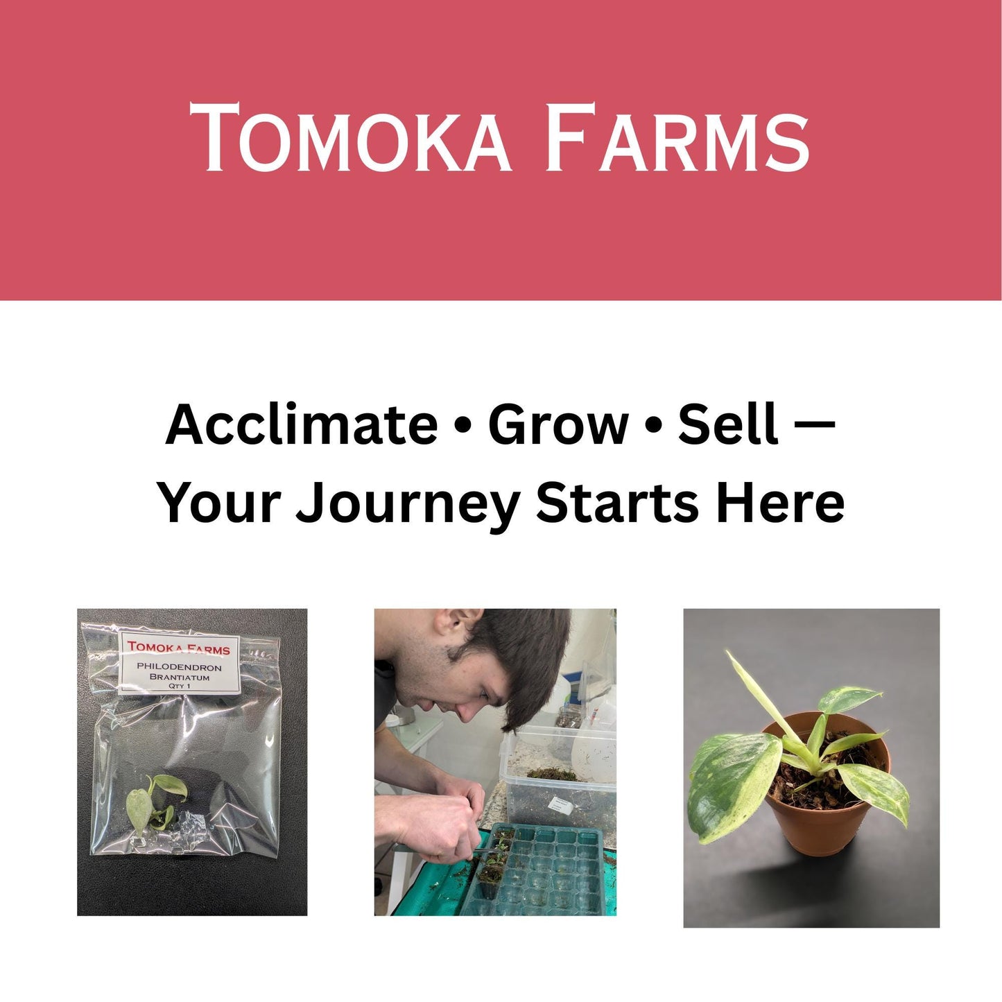 Tissue Culture Acclimation Kit | 40 Cell Seed Starter Tray