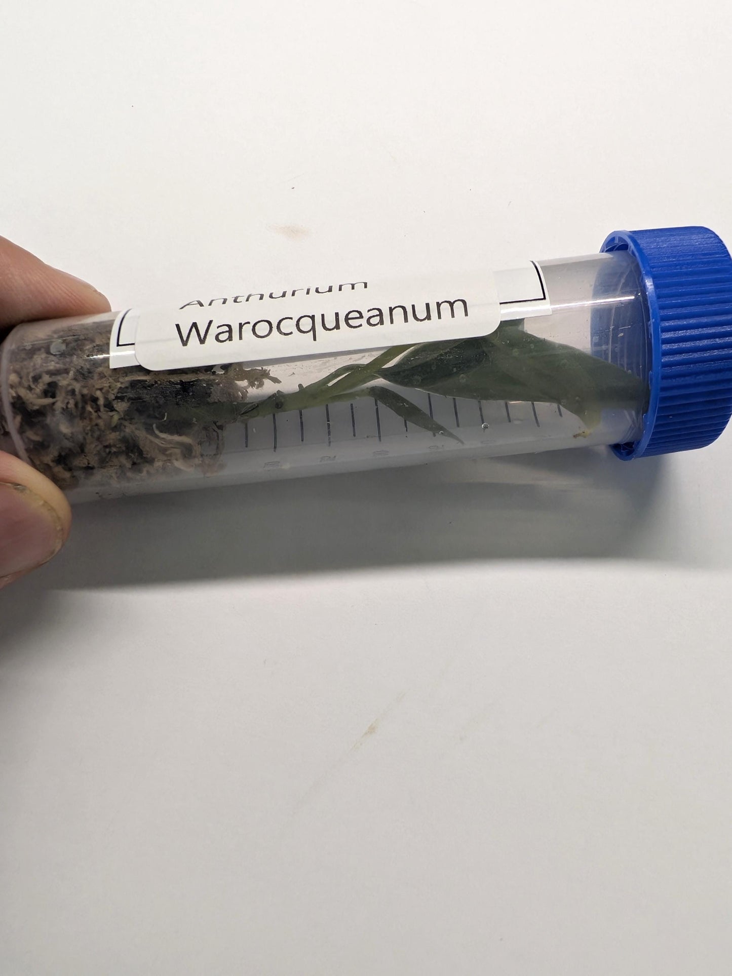 Anthurium Warocqueanum ‘Queen’ | Tissue Culture Plant | Tomoka Farms