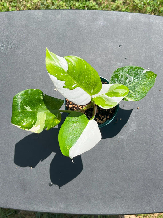 Philodendron White Princess | Starter Plant | Tomoka Farms