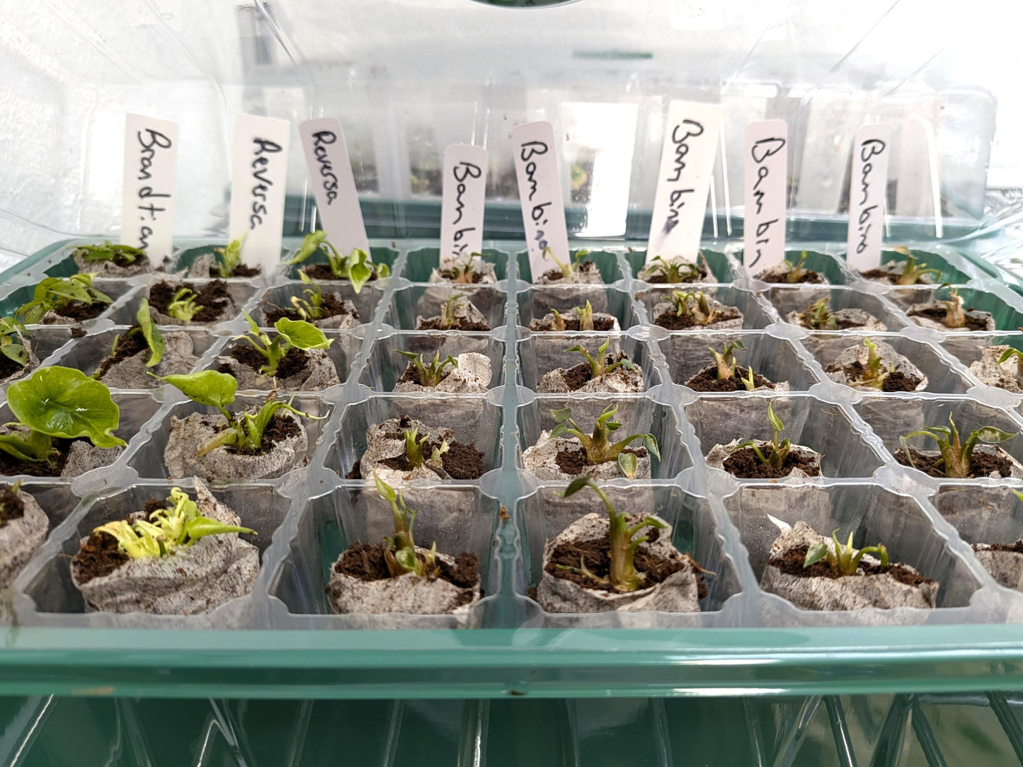 Tissue Culture Acclimation Kit | 40 Cell Seed Starter Tray