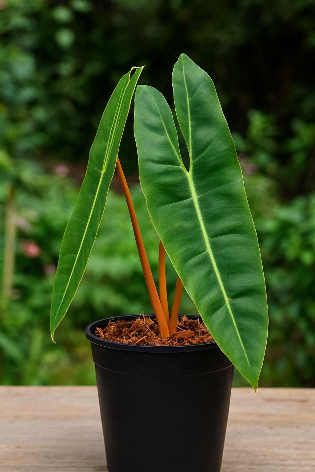 Philodendron Billietiae | Tissue Culture Plant | Tomoka Farms
