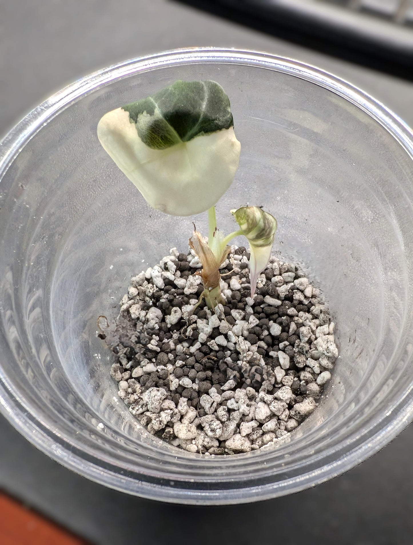 Fluval Stratum & Organic Perlite Mix | Tropical Plant Rooting Substrate | Tomoka Farms