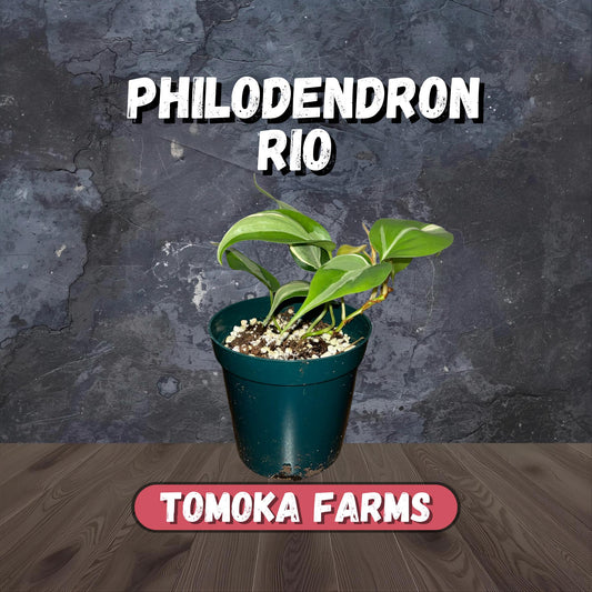 Philodendron Rio | Starter Plant | Tomoka Farms