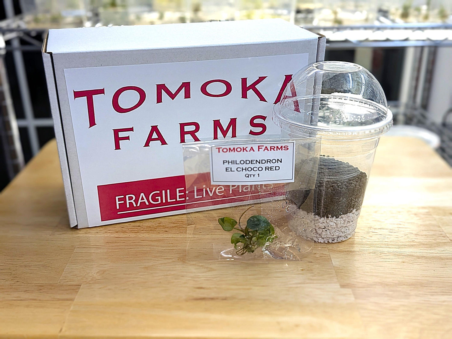 Philodendron El Choco Red | Tissue Culture Plant | Tomoka Farms