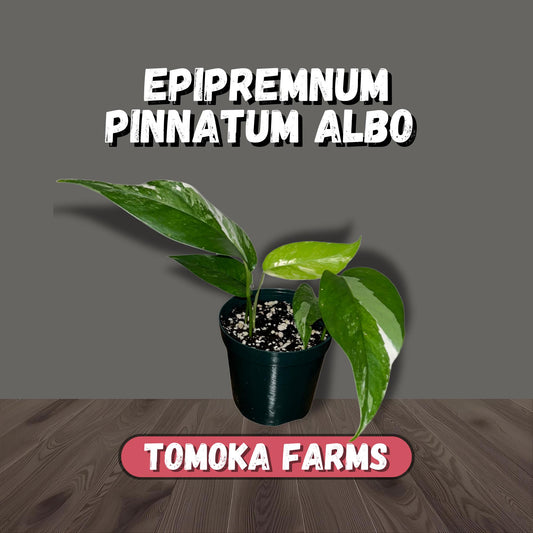Rare Albo Pothos Starter | White Variegated Indoor Vine | Tomoka Farms